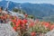 Indian Paintbrush with High Sierras