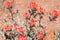 Indian Paintbrush, Painted-Cup - Castilleja