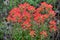 Indian Paintbrush plant in full bloom