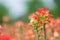 Indian Paintbrush wildflower closeup