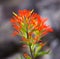 Indian Paintbrush wildflower in nature