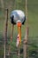 Indian, Painted stork Ibis leucocephalus , caught fish