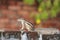 Indian palm squirrel on brick wall