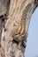 Indian palm squirrel on a dead tree