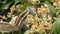 An Indian palm squirrel eating and wandering on a mango tree. Palm squirrel or three-striped palm squirrel Funambulus palmarum