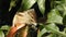 An Indian palm squirrel eating and wandering on a mango tree. Palm squirrel or three-striped palm squirrel Funambulus palmarum