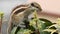 An Indian palm squirrel eating and wandering on a mango tree. Palm squirrel or three-striped palm squirrel Funambulus palmarum