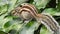 An Indian palm squirrel eating and wandering on a mango tree. Palm squirrel or three-striped palm squirrel Funambulus palmarum