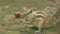 Indian palm squirrel feeding in tree. India. Indian palm squirrel or three-striped palm squirrel - Funambulus