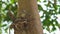 Indian palm squirrel feeding in tree. India. Indian palm squirrel or three-striped palm squirrel - Funambulus