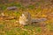 Indian palm squirrel (Funambulus palmarum)