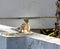 An Indian palm squirrel Funambulus palmarum approaching grains on the roof of a house