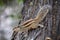 Indian palm squirrel Funambulus palmarum sitting on a tree