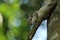 Indian palm squirrel, a newborn squirrel is curious looking at something.