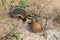 Indian palm squirrel in the park.