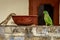 Indian Palm squirrel and parrot spotted together in summer