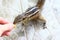 Indian palm squirrel takes a nut from a hand