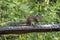 Indian palm squirrel ( three-striped palm squirrel Ã 