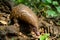 Indian Pangolin