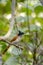 Indian paradise flycatcher