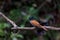 Indian Paradise Flycatcher