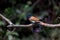 Indian Paradise Flycatcher