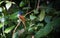 indian paradise flycatcher female bird, galle ,sri lanka.