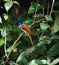 Indian paradise flycatcher female, galle ,sri lanka,
