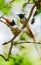 Indian paradise flycatcher male and female build their nest