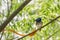 Indian Paradise flycatcher Terpsiphone paradisi