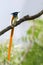 Indian Paradise flycatcher Terpsiphone paradisi