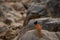 Indian paradise flycatcher, Terpsiphone paradisi closeup sitting on rock terrain perch