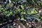 Indian Parakeet in the midst of green tree leaves