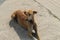 Indian pariah dog or Indian native dog or Indian street Dog is sitting and resting on a open street.