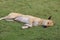 Indian pariah dog or Indian native dog or Indian street Dog is sleeping and resting on a soft green grass on a sunny day.