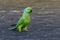 Indian Parrot came to eat at my home