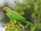 Indian Parrot eating time