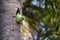 Indian Parrot nesting