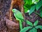 Indian parrot sitting on tree