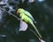 Indian parrot sitting on tree bramch