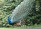 Indian Peacock or Blue Peacock, Pavo cristatus, standing sideways and peacock feather high in air, also showing brown feathers