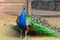 Indian peacock Close-up