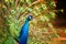 Indian peacock Close-up