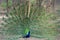 Indian Peacock dancing