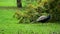 Indian peacock grazing in natural environment, eats insects