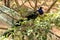 Indian Peacock in the midst of green tree leaves