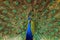 Indian peacock.national bird of india