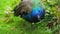 Indian peacock in natural environment eating grazing in grass