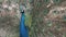 An Indian peacock (Pavo cristatus) displays vibrant and colorful feathers