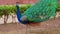 Indian peacock with spreading tail. Peafowl showing its tail colorful bird outdoors. Close-Up of colorful peacock